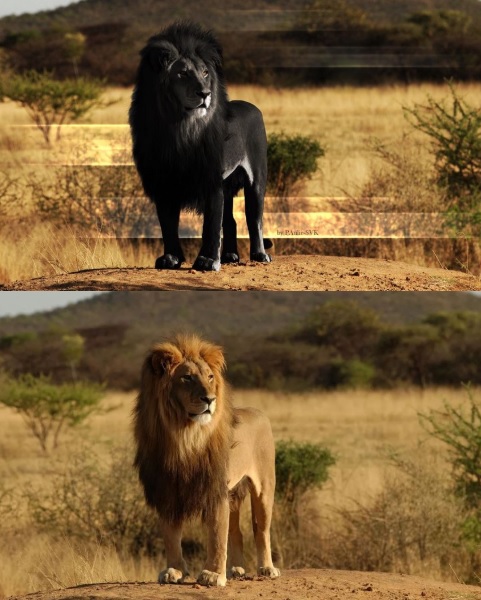 Siyah aslana ait orijinal ve montajlanmış fotoğraf