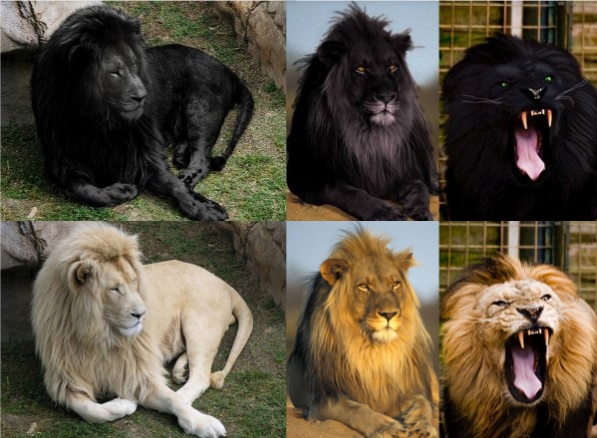 Siyah aslanlara ait olduğu ididasıyla paylaşılan montaj fotoğraflar ve asılları