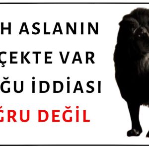 Fotoğraflarda Görülen Siyah Aslanın Gerçekte Var Olduğu İddiası Asılsızdır