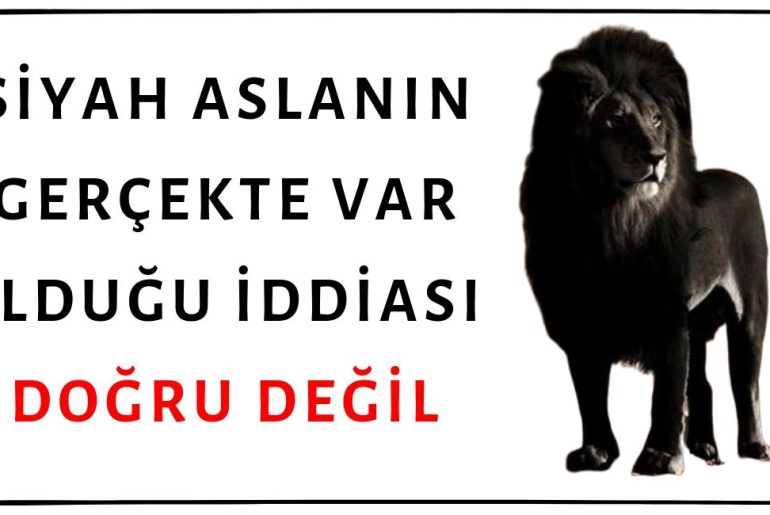 Fotoğraflarda Görülen Siyah Aslanın Gerçekte Var Olduğu İddiası Asılsızdır