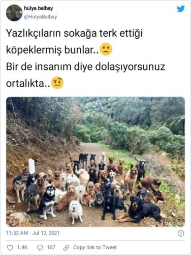 sokağa terk edilmiş köpekler