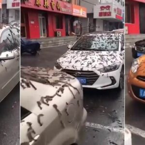 solucan-yagdigi-sanilan