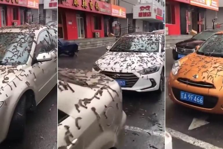 solucan-yagdigi-sanilan