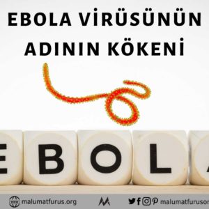 ebola kökeni