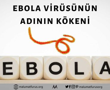 ebola kökeni