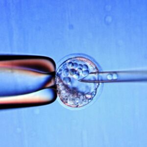 sperm yumurta embriyo