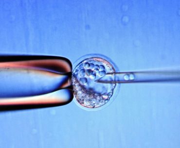 sperm yumurta embriyo