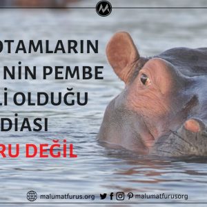 Su Aygırının / Hipopotamın Süt Renginin Pembe Olduğu İddiası Doğru Değil
