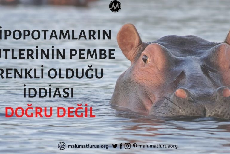 Su Aygırının / Hipopotamın Süt Renginin Pembe Olduğu İddiası Doğru Değil