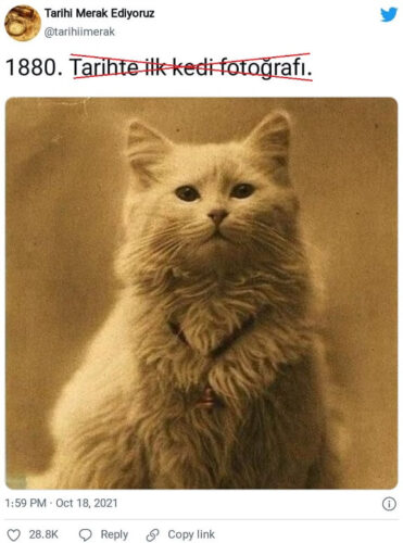 tarihte ilk kedi fotografi