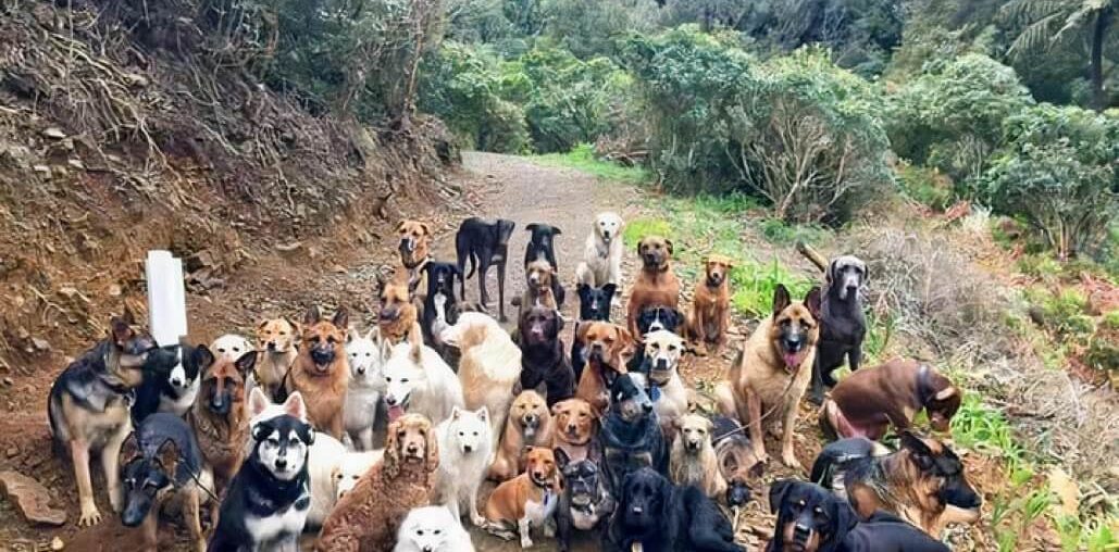 terk edilmiş köpekler