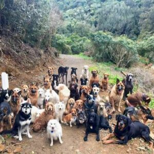 terk edilmiş köpekler