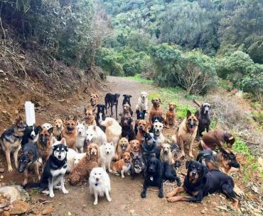 terk edilmiş köpekler