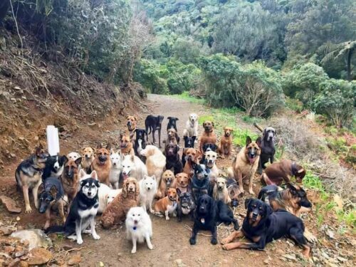 terk edilmiş köpekler