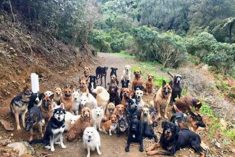 terk edilmiş köpekler