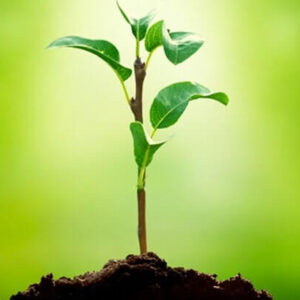 toprak-cekirdek-fide-bitki-meyve