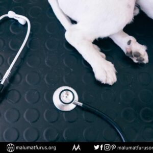 trafik kazasinda yaralanan hayvanlarin tedavi masraflari