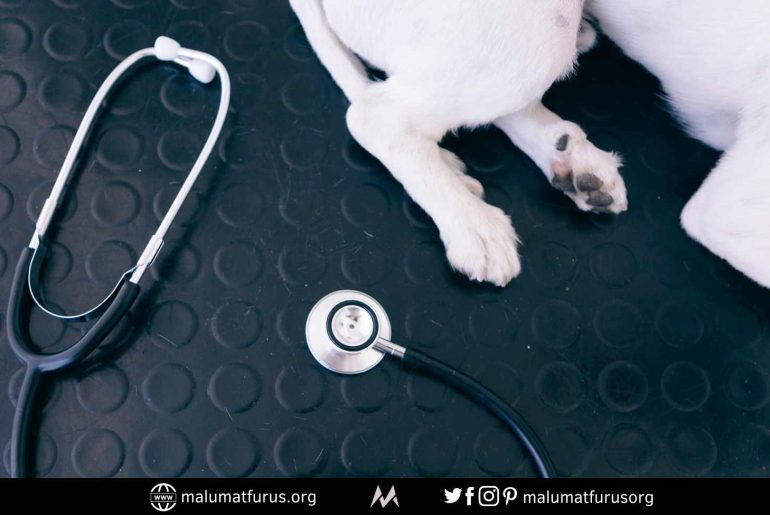 trafik kazasinda yaralanan hayvanlarin tedavi masraflari