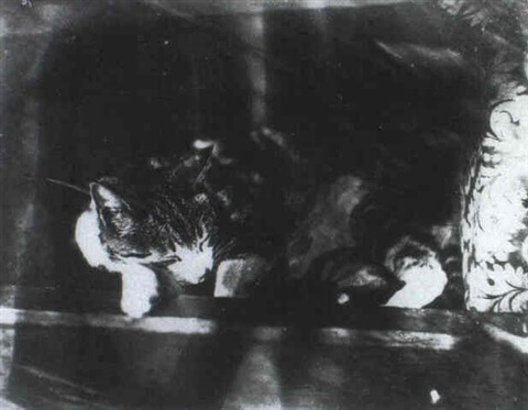 uyuyan kedi 1850 1855