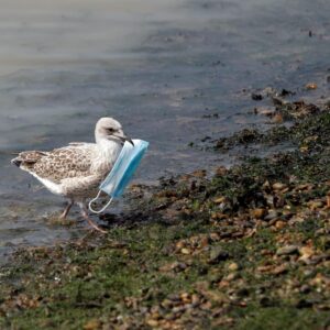 van gölü maskeli kuş