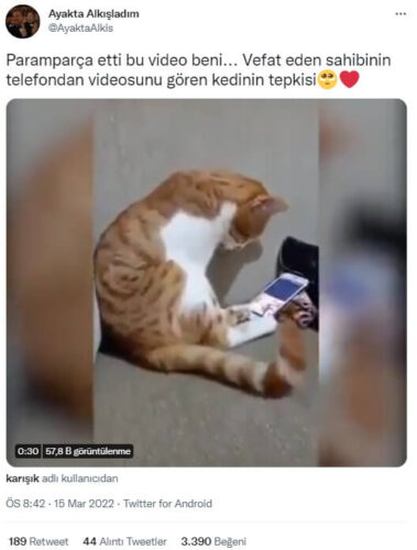 vefat-eden-sahibini-telefondan-videosunu-goren-kedi