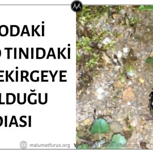 Videodaki Elektro Tınıdaki Sesin Çekirgeye Ait Olduğu İddiası Doğrulanamıyor