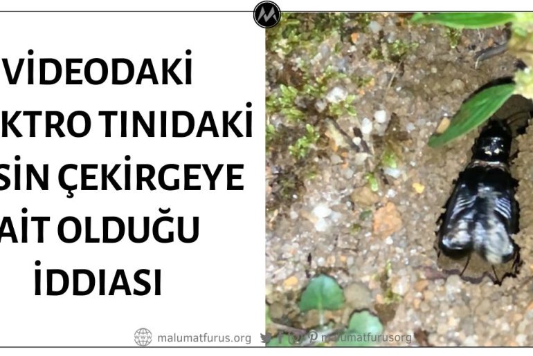 Videodaki Elektro Tınıdaki Sesin Çekirgeye Ait Olduğu İddiası Doğrulanamıyor