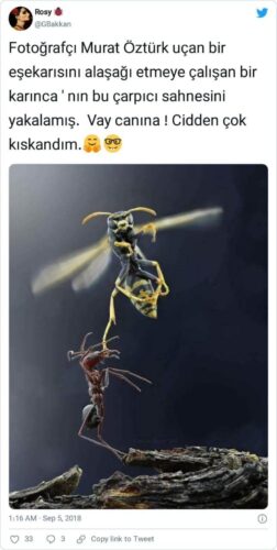 yaban arısı karınca