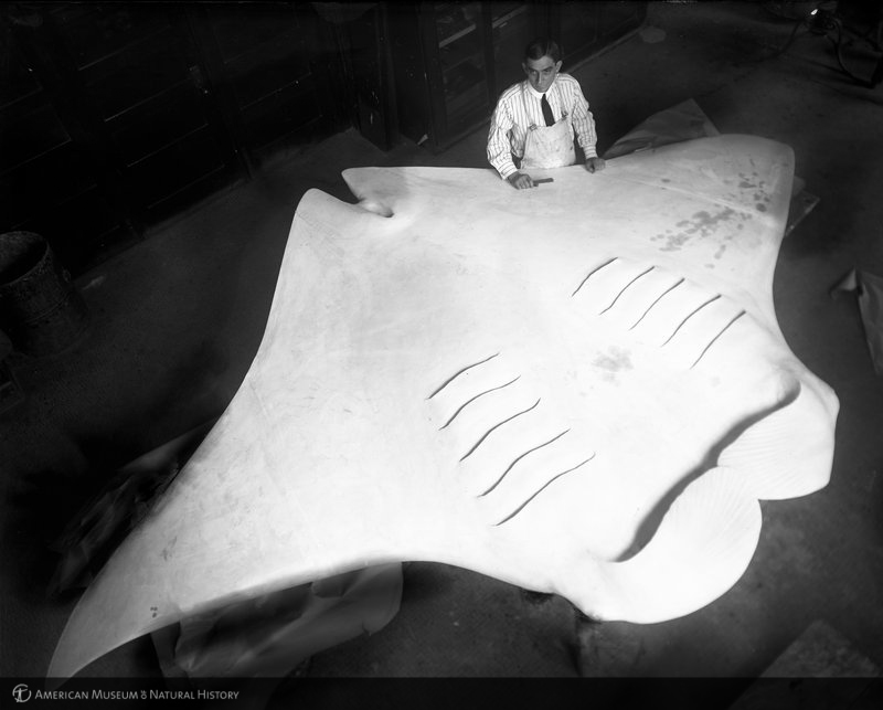 Yakalanan dev manta balığı olduğu sanılan maket model