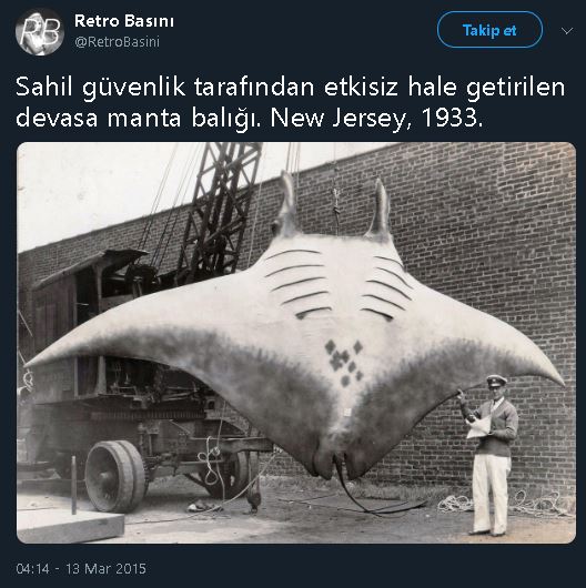 Yakalanan dev manta balığına ait olduğu iddia edilen fotoğrafı içeren tweet