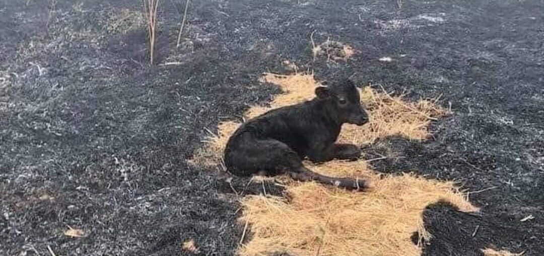 yangından kurtulan buzağı fotoğrafı