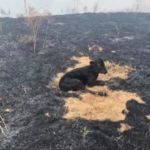 yangından kurtulan buzağı fotoğrafı