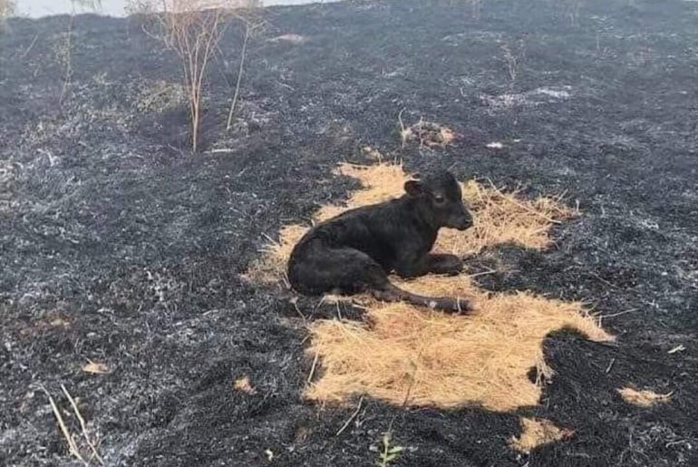 yangından kurtulan buzağı fotoğrafı