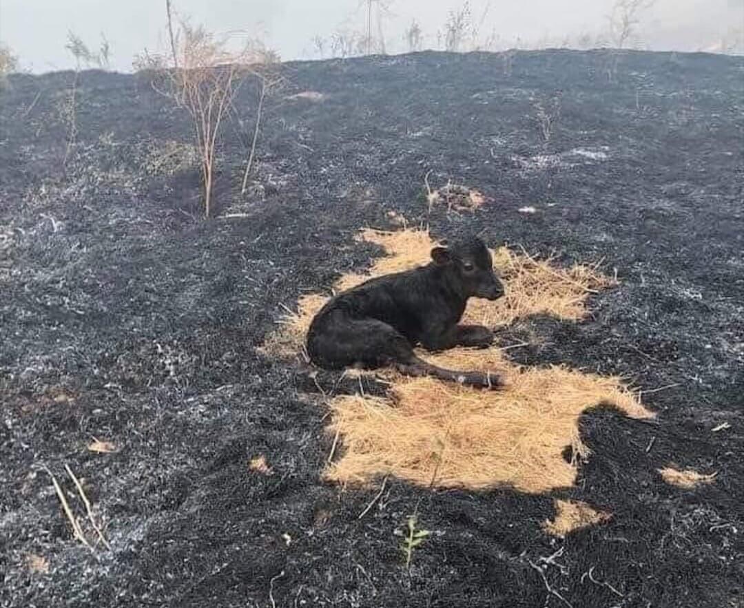 yangından kurtulan buzağı fotoğrafı