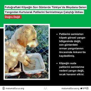 yangından kurtularak patilerini serinleten köpek