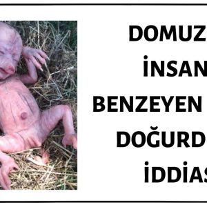 Fotoğraftaki Yaratığın Domuzun Doğurduğu İnsana Benzeyen Bebek Olduğu İddiası Asılsızdır