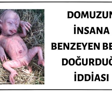 Fotoğraftaki Yaratığın Domuzun Doğurduğu İnsana Benzeyen Bebek Olduğu İddiası Asılsızdır