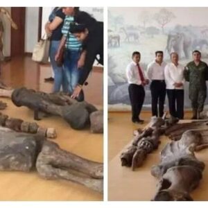 yer-tembeli-ground-sloth