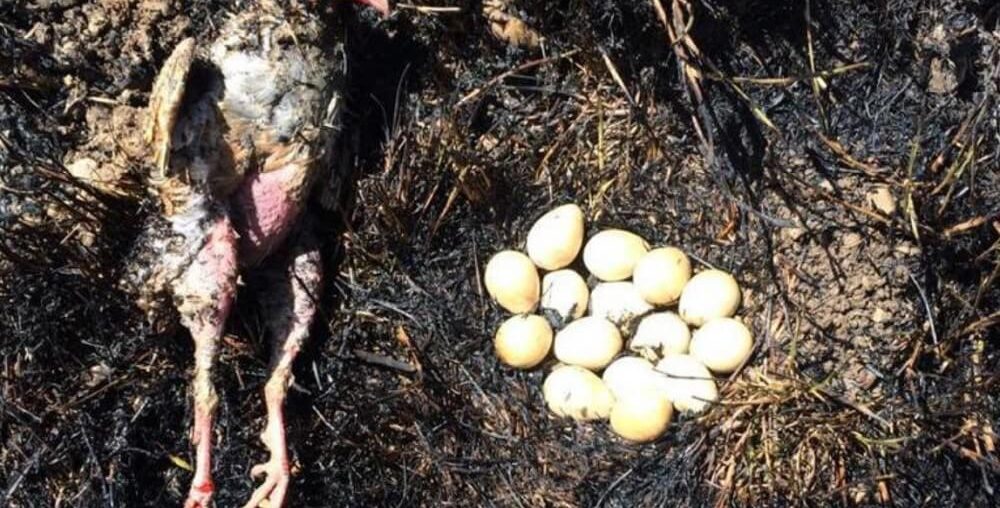 yumurtalarını bırakmayan anne kuş