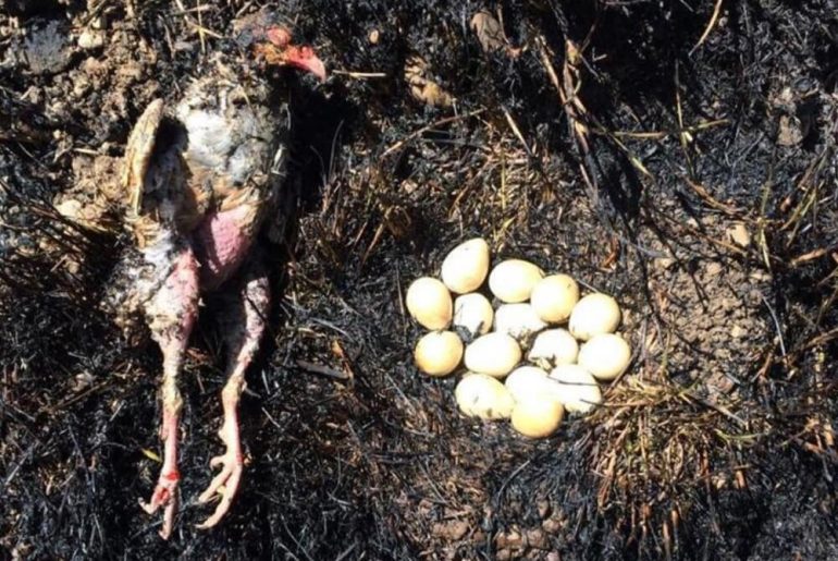 yumurtalarını bırakmayan anne kuş