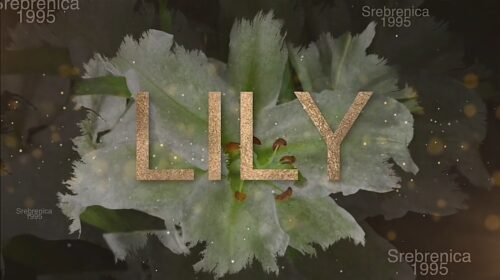zambak lily