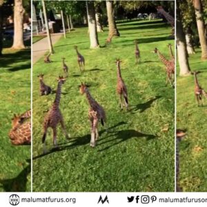 zürafa yavru montaj