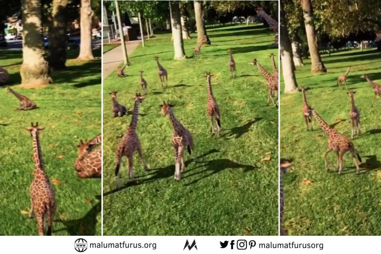 zürafa yavru montaj