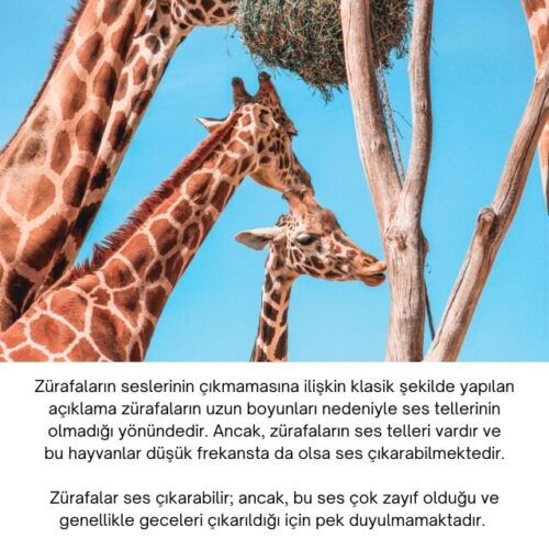 zürafa sesi